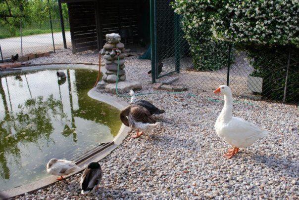 Locanda Al Convento Favaro Veneto Kültér fotó